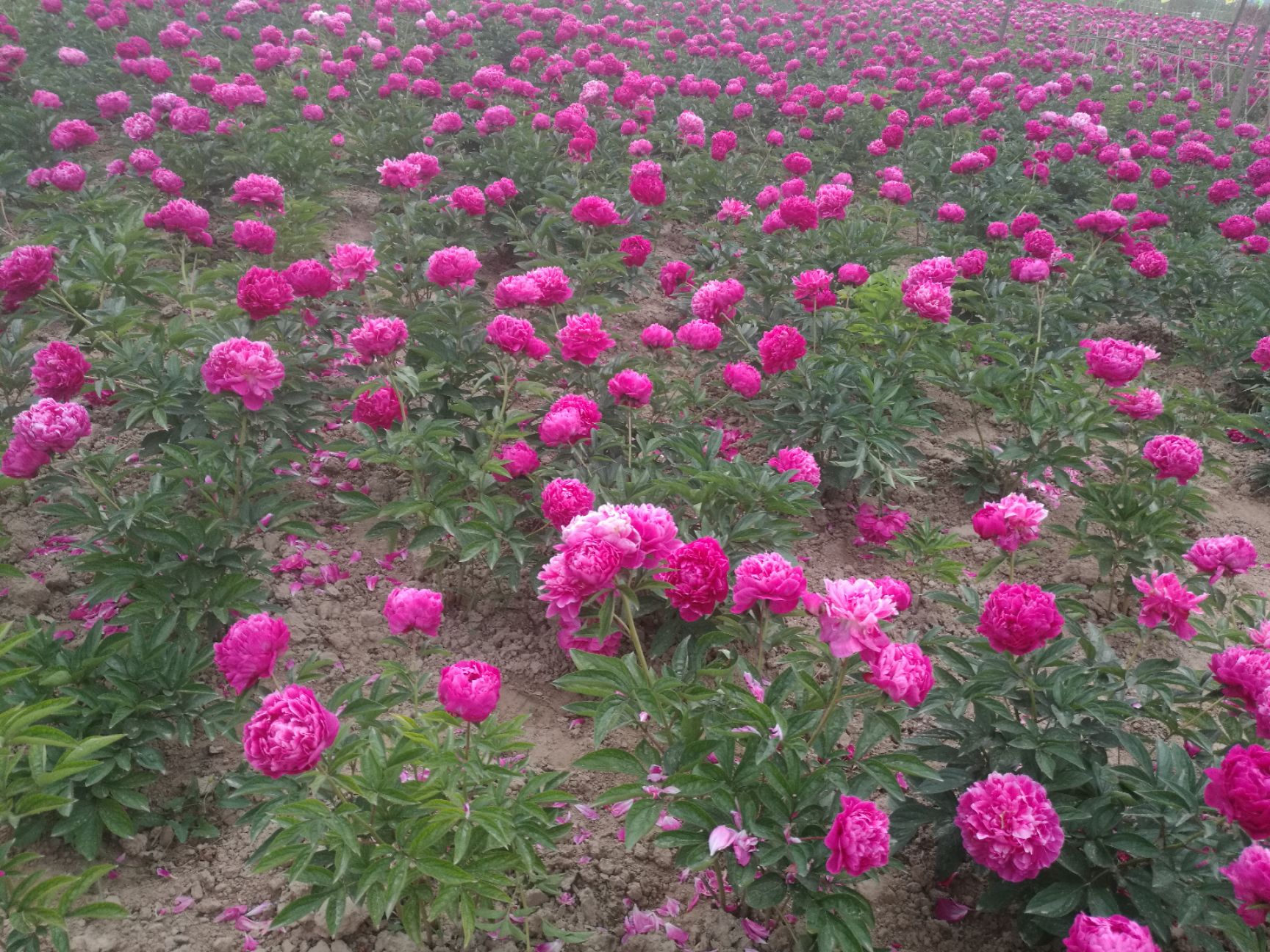 [多花芍药批发]多花芍药 芍药苗种植 花芍药 切花芍药