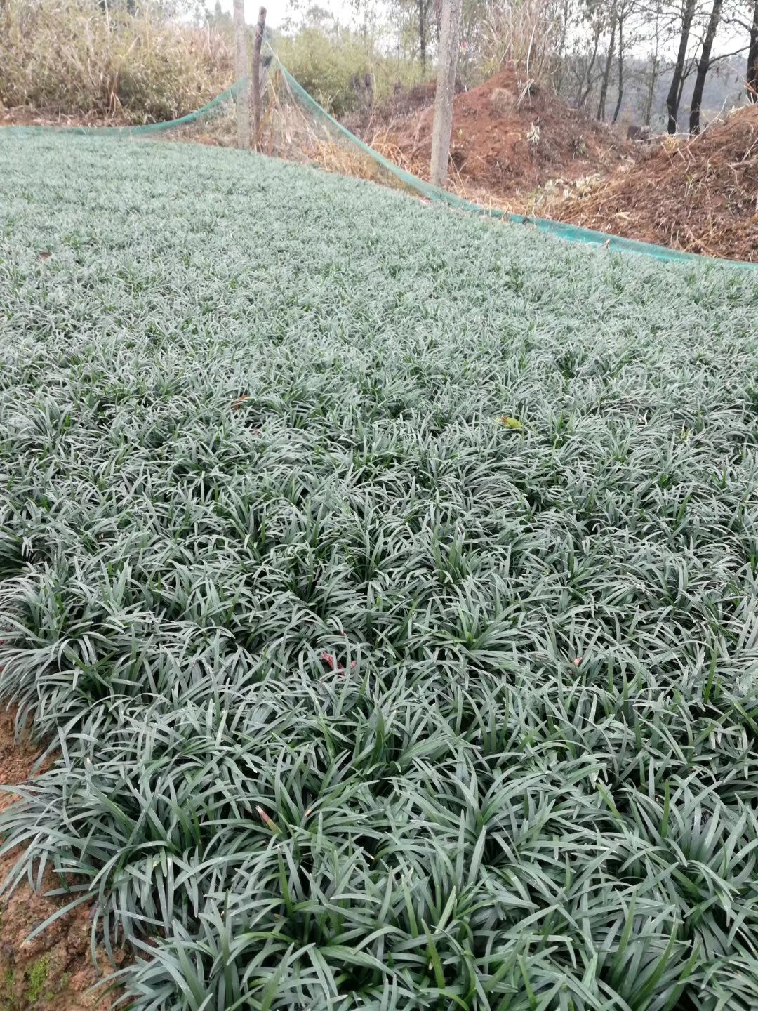 玉龙草,矮化麦冬,玉龙草基地,四川玉龙草价格,成都玉龙草批发