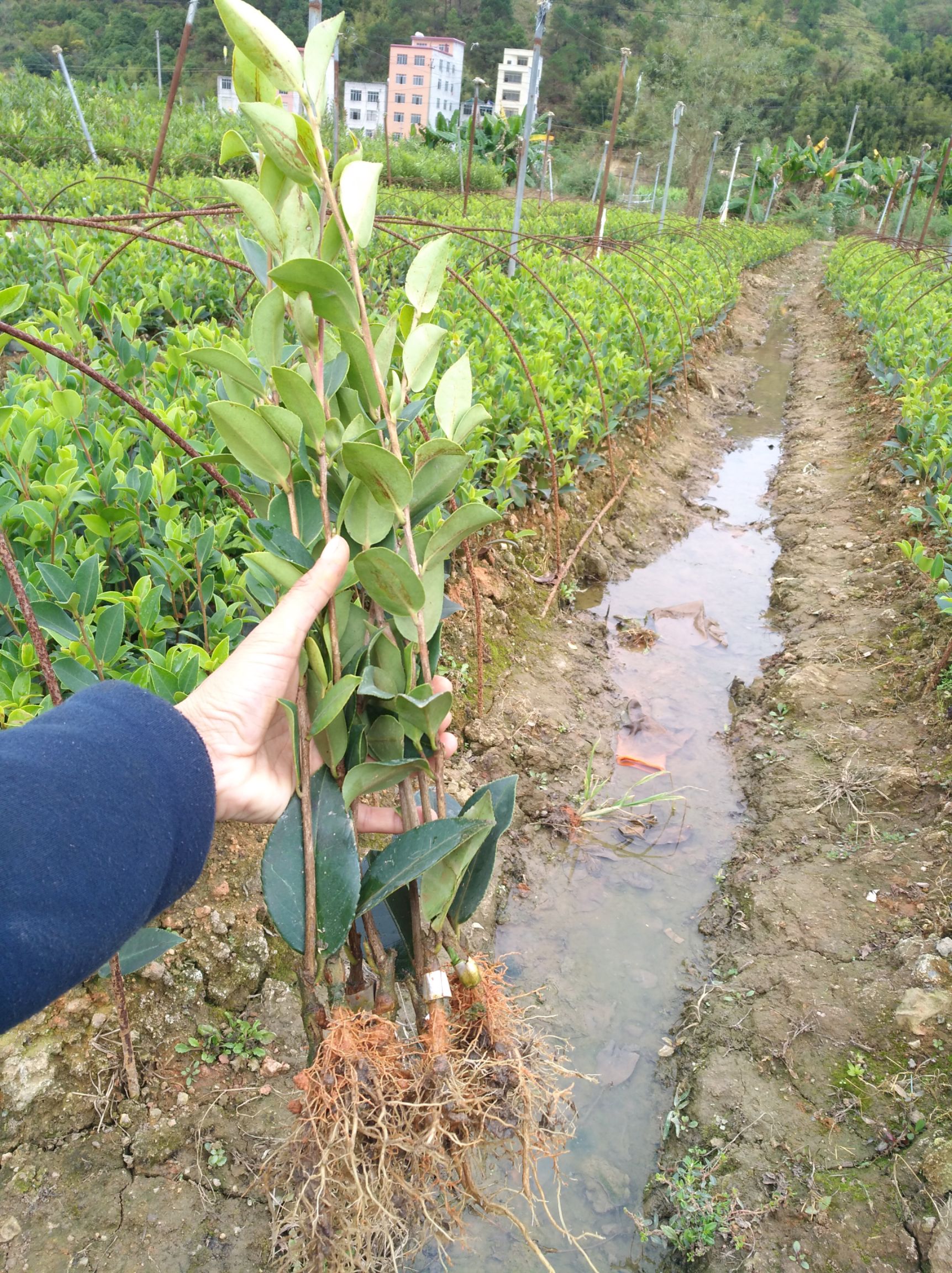 供应大厅  苗木花草  油茶树   岑软2号3号芽砧嫁接苗,芽砧嫁接苗