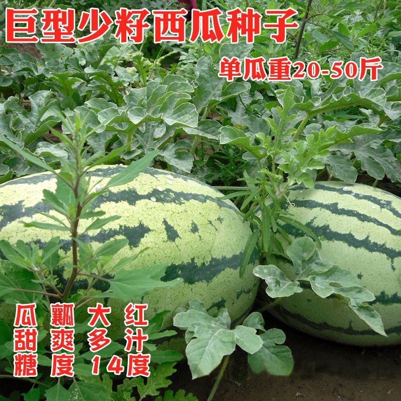天龙998西瓜种子特大花皮长椭圆春季红瓤甜少籽皮薄坚韧中熟高