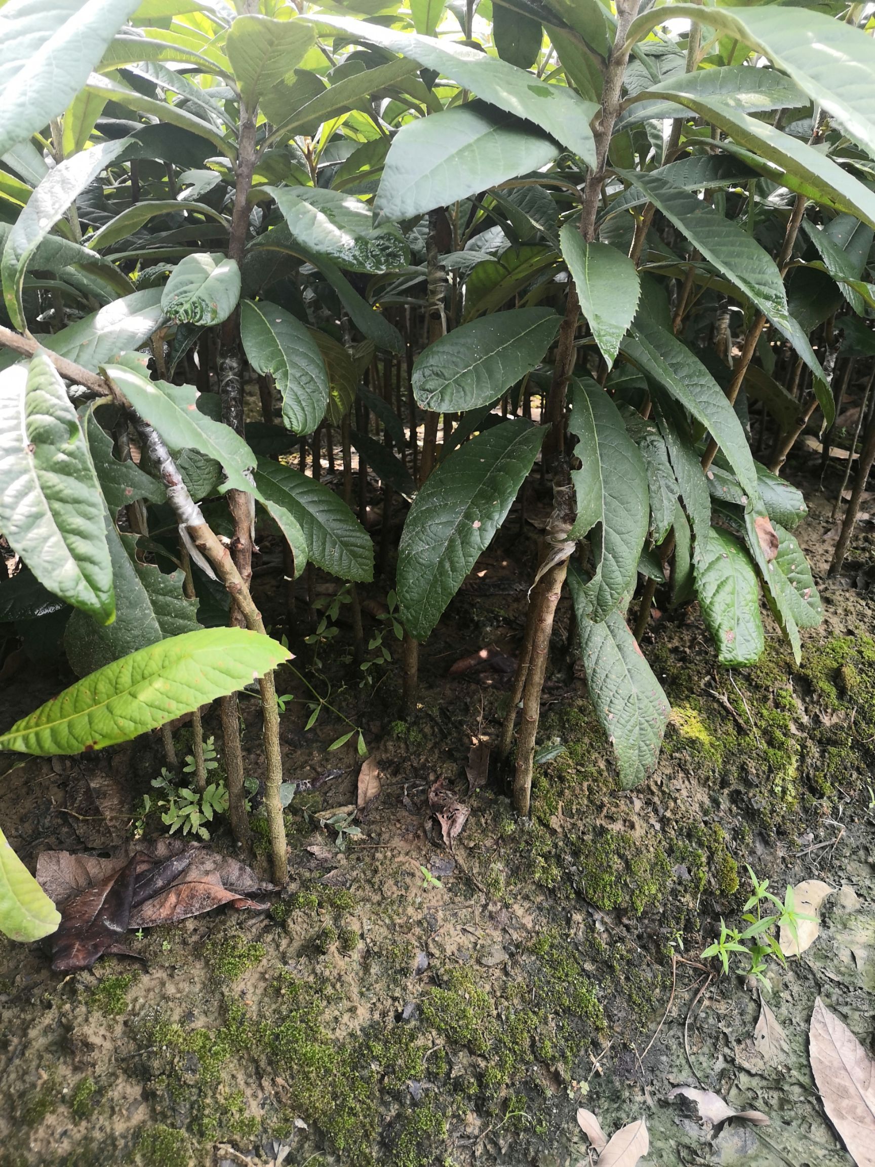 早钟6号枇杷苗 早钟六号枇杷苗,正品嫁接苗