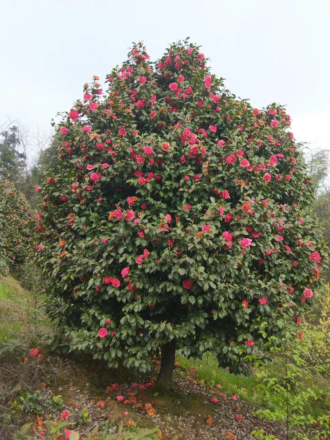 [茶花球批发] 茶花,山茶,茶花球,茶花基地,四川茶花,.