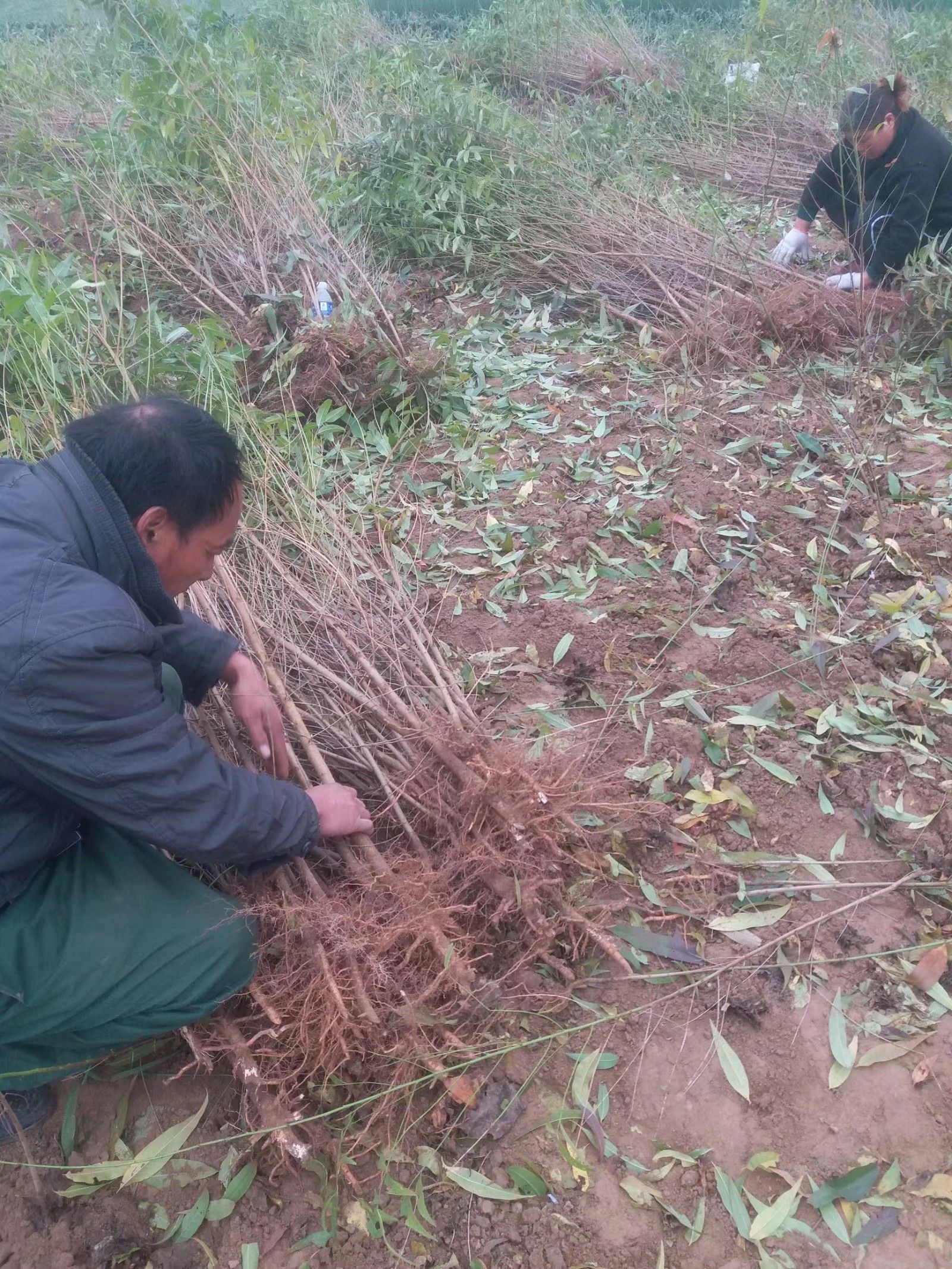 毛桃树苗 百亩基地 专供毛桃苗 实生桃树苗 桃树实生苗