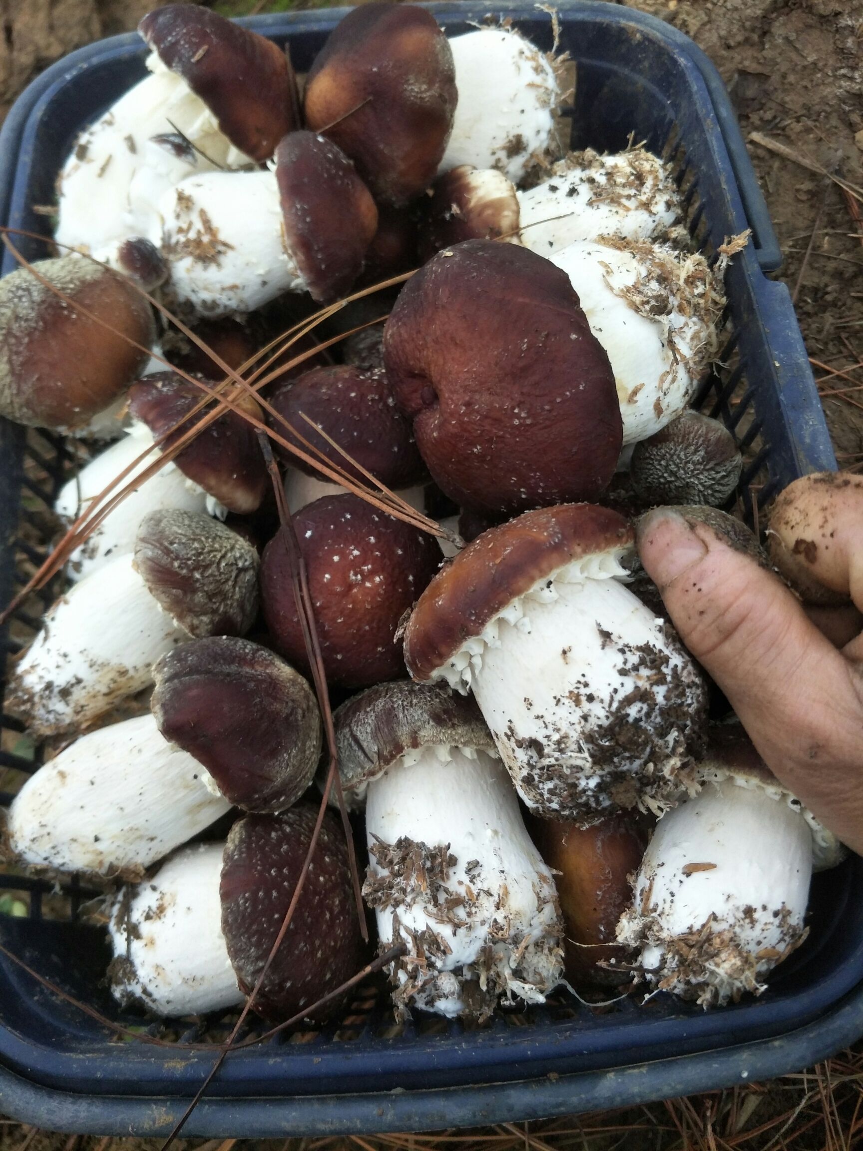 大球盖菇 开始出菇,现每天两百斤,每斤5元
