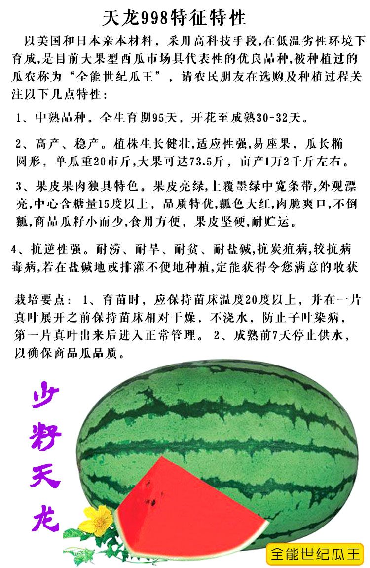 天龙998西瓜种子特大花皮长椭圆春季红瓤甜少籽皮薄坚韧中熟高