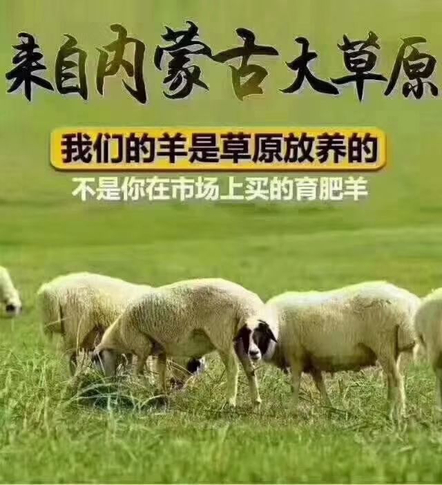 [锡盟草原羊批发] 纯正内蒙古锡盟羊肉价格43元/斤