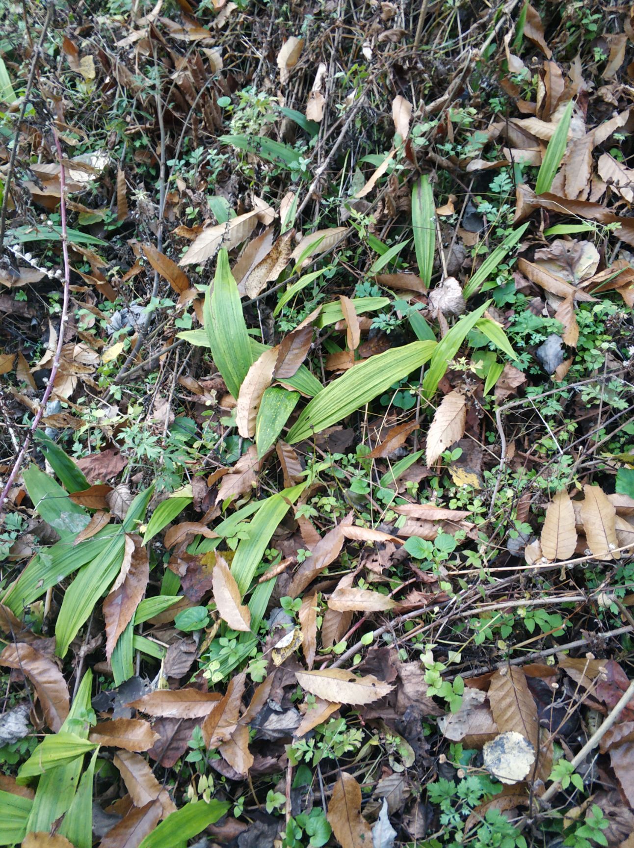 贵州毛慈菇 山慈菇 冰球子 独角白芨