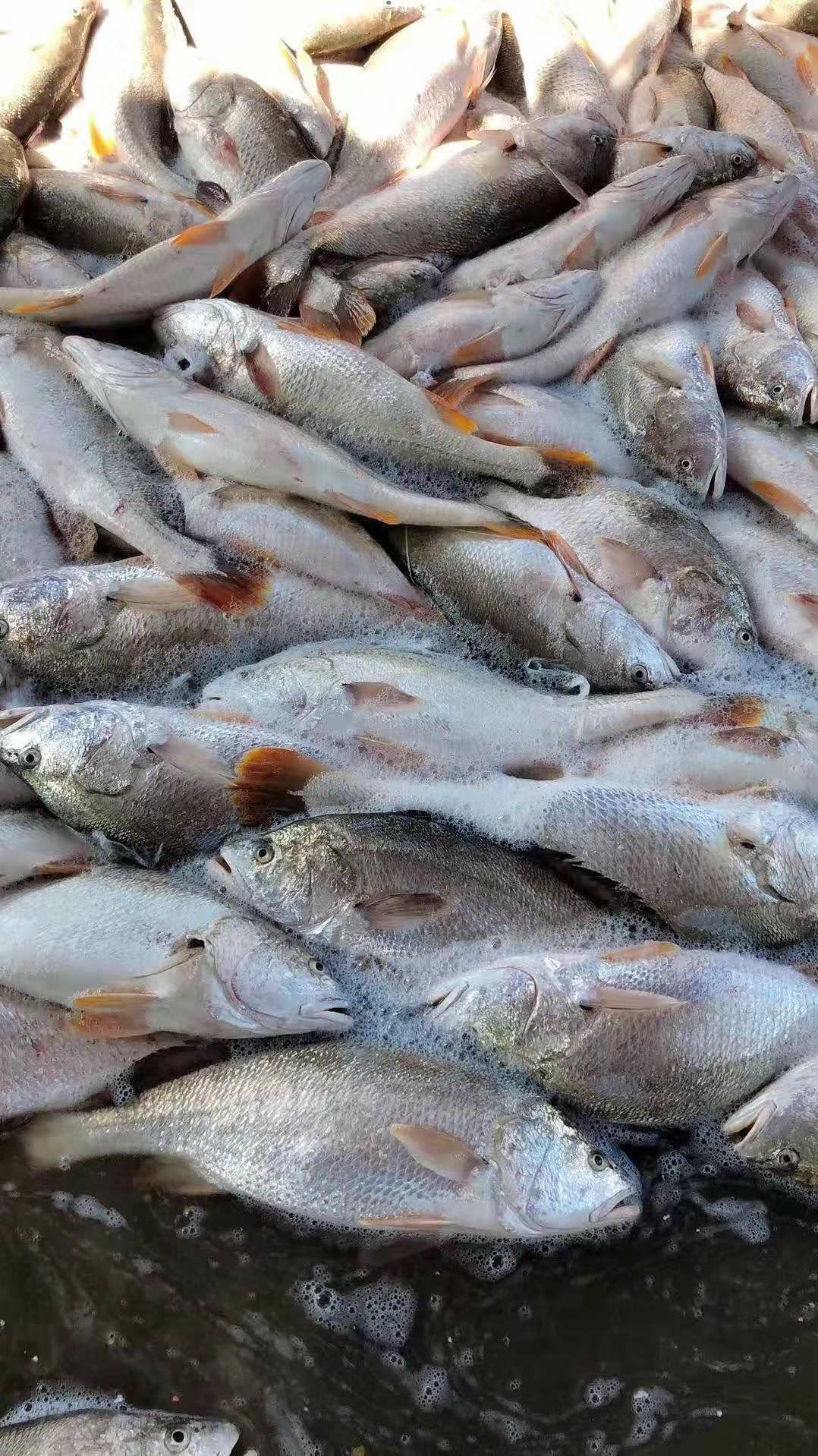 冷冻海鱼 罐头沙丁鱼