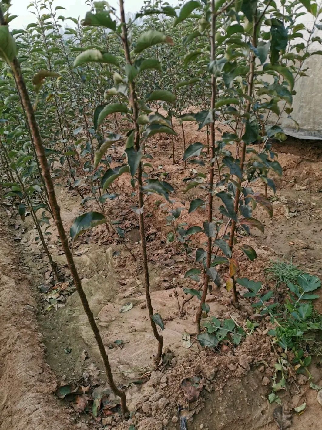 红富士苹果苗,自家苗圃,南北方均可种植