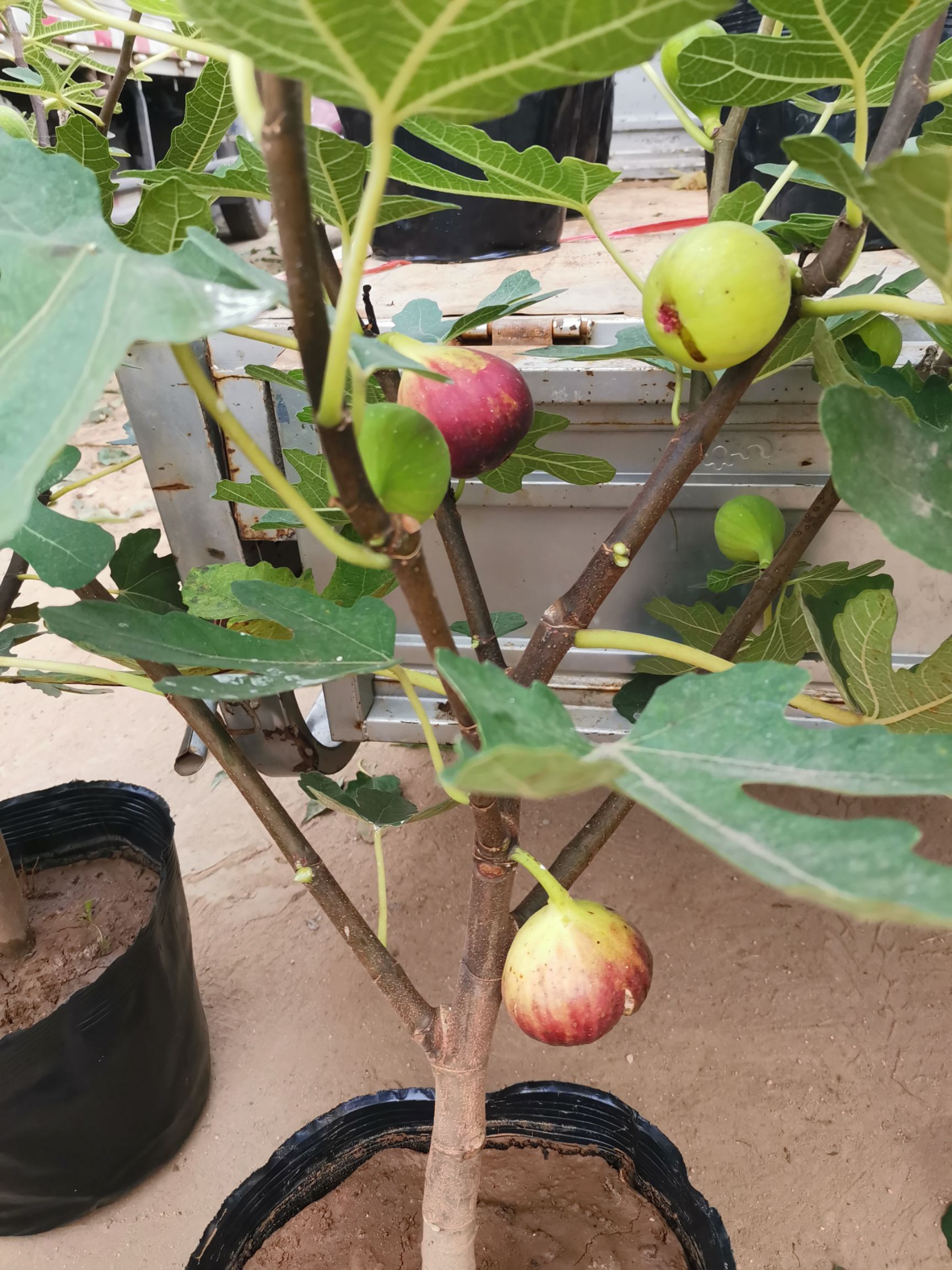 波姬红无花果苗 波姬红无花果树,金傲芬无花果树苗,基地直销,现挖现卖