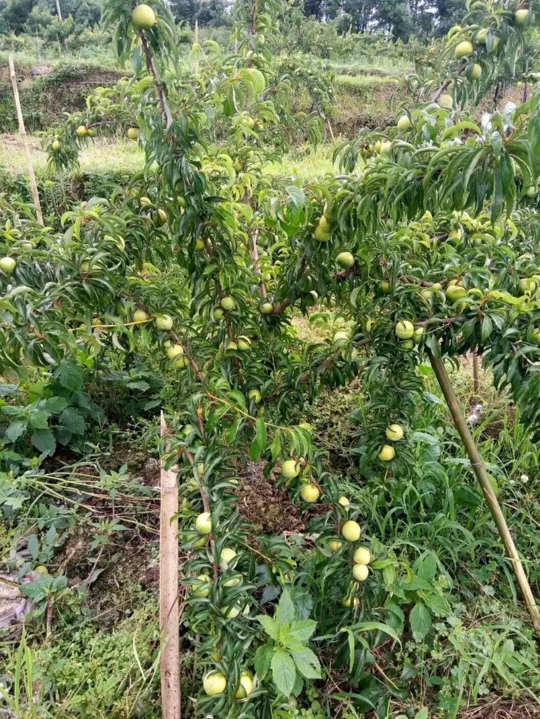 三华李苗 三华李子苗,基地直供,现挖发货,品种保证,量大优惠