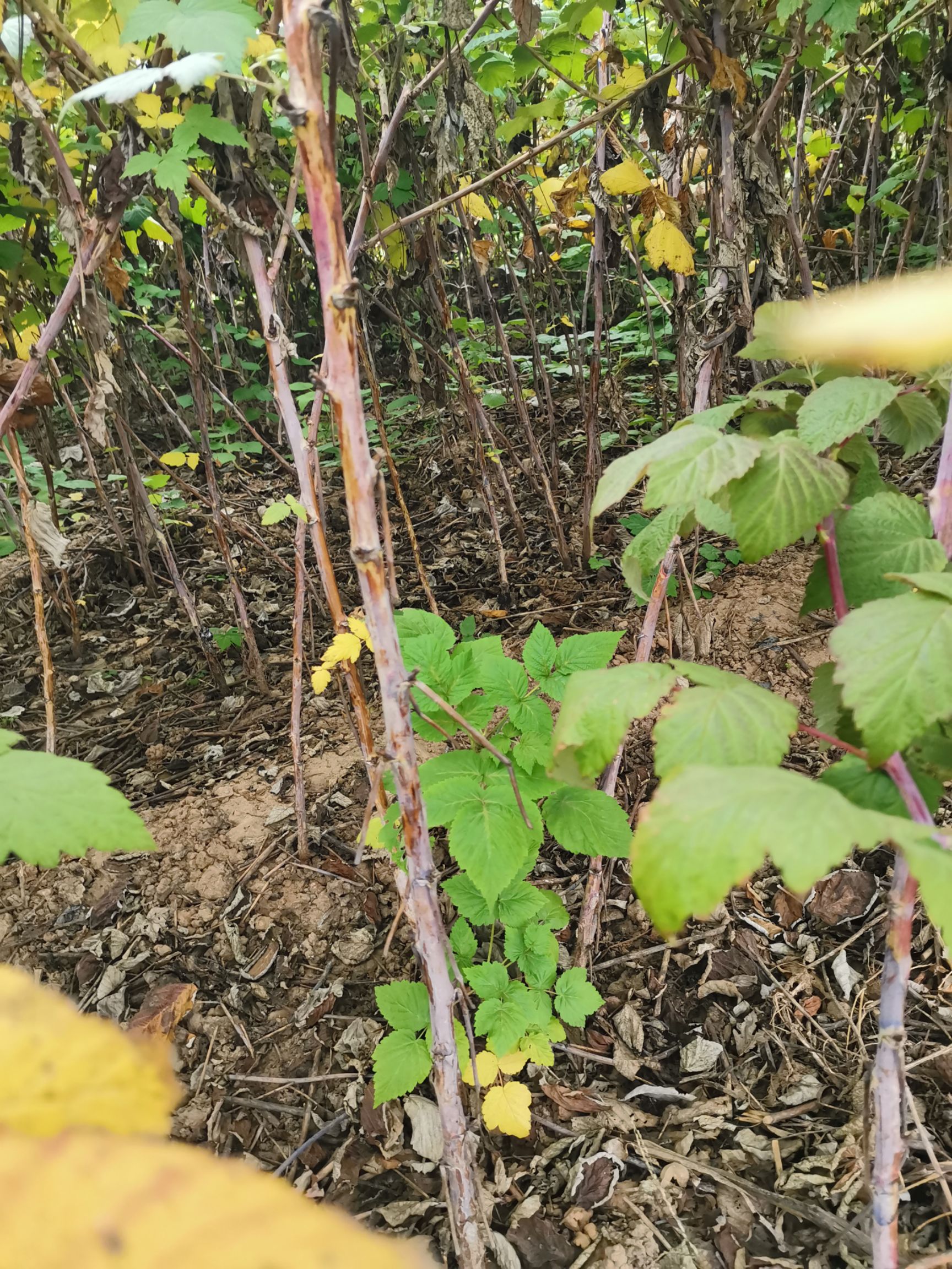 红树莓苗,基地直销,现挖现卖,包成,南北方种植