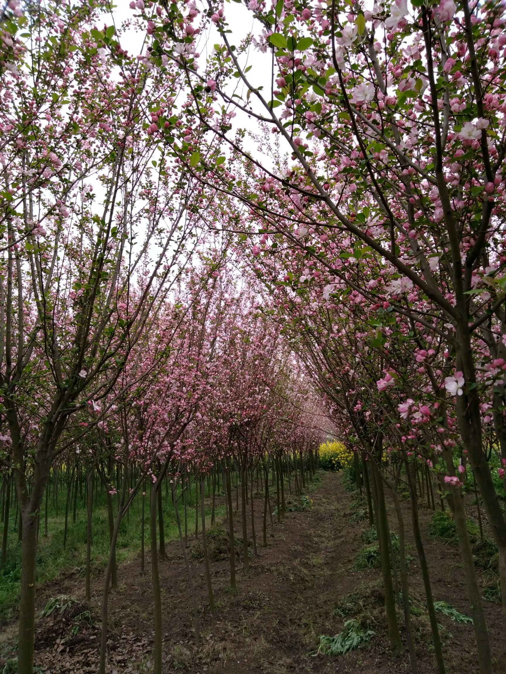 西湖海棠树粉红色的花