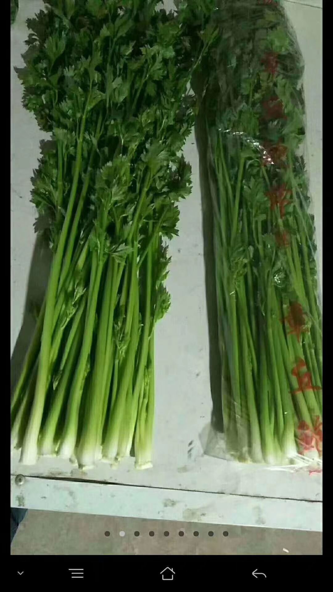 鲍芹是一种地域性极强的蔬菜!它青翠碧绿口感微甜,生脆爽口!