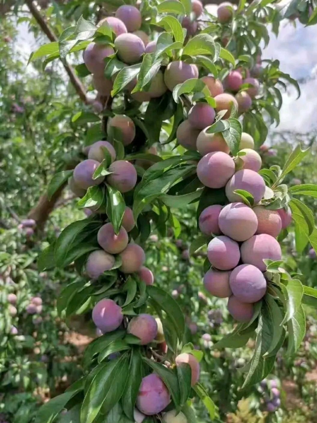 秋姬李子苗,基地直供,现挖发货,品种保证,量大优惠