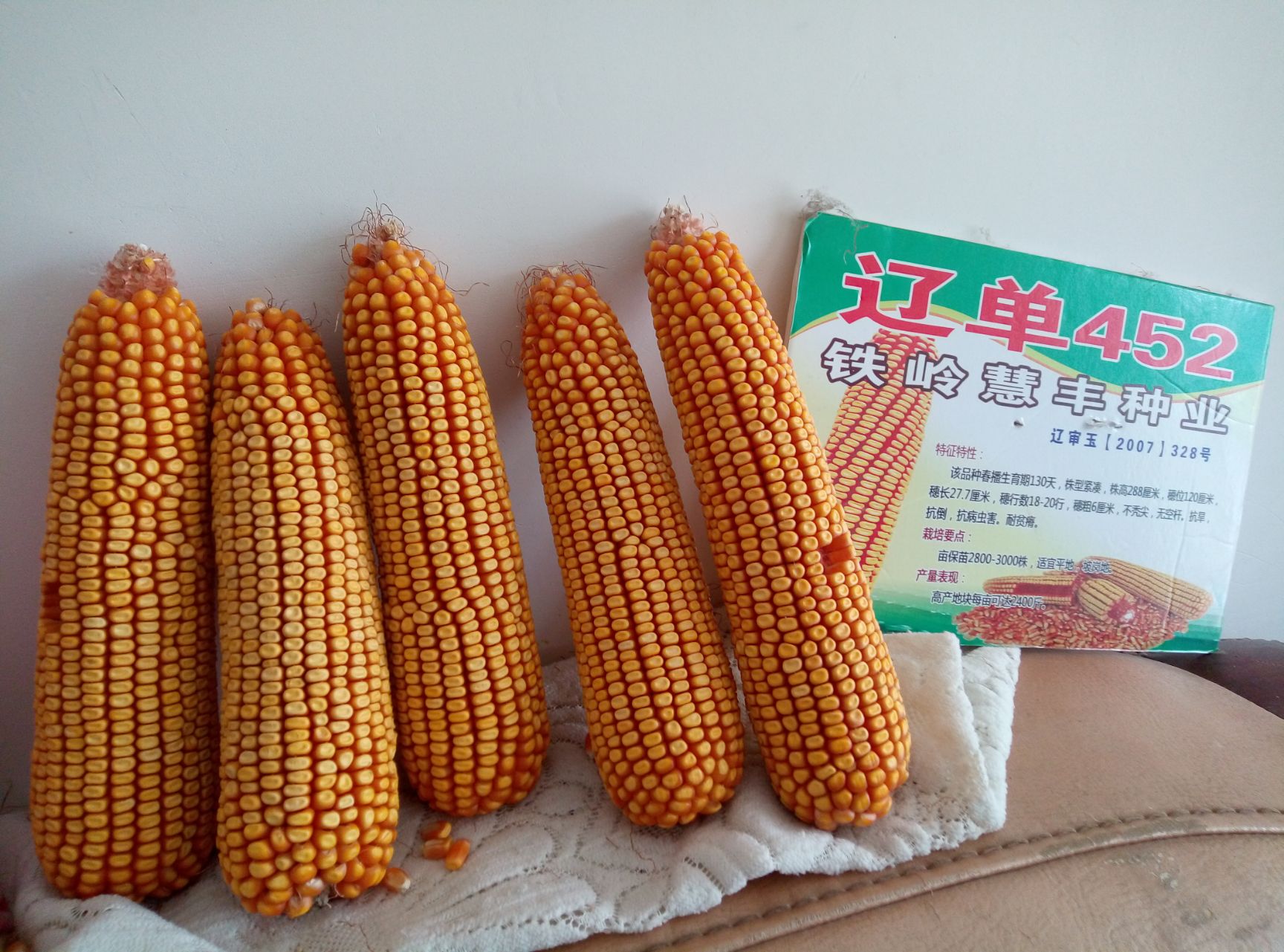 玉米种子 高产2400斤玉米种,生育期130天,积温2800!