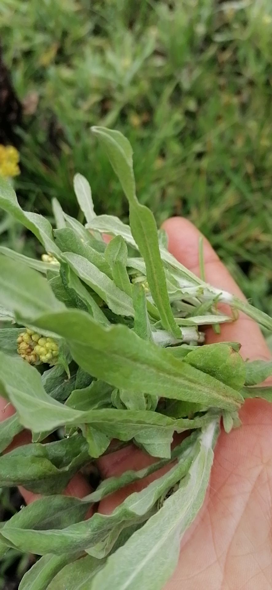 重庆市黔江区清明草 野生鼠耳草 毛香菜 清明菜 粑粑草