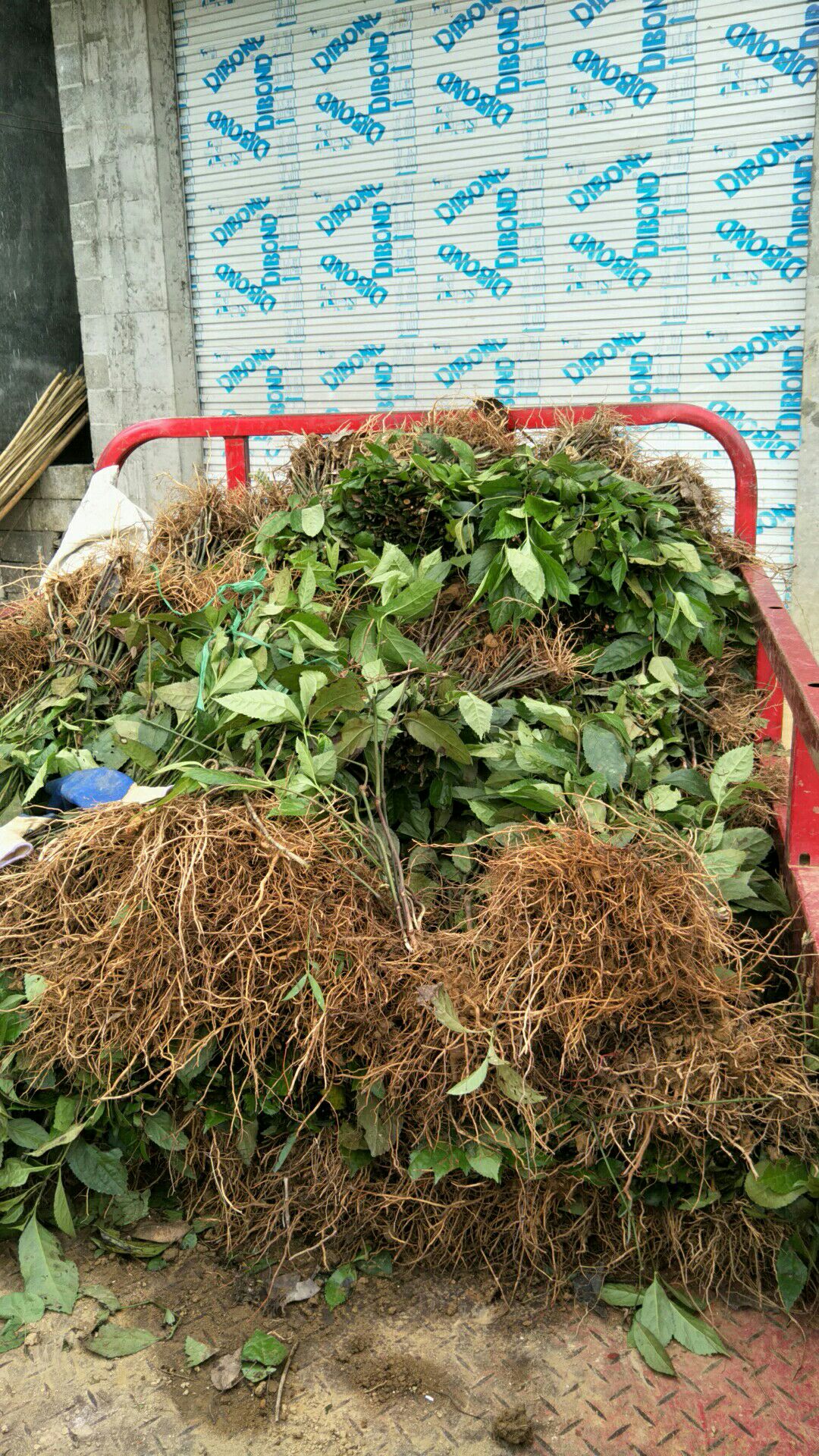 广西崇左大新县草珊瑚 大量供应九节茶大苗,量大价优,欢迎选购.