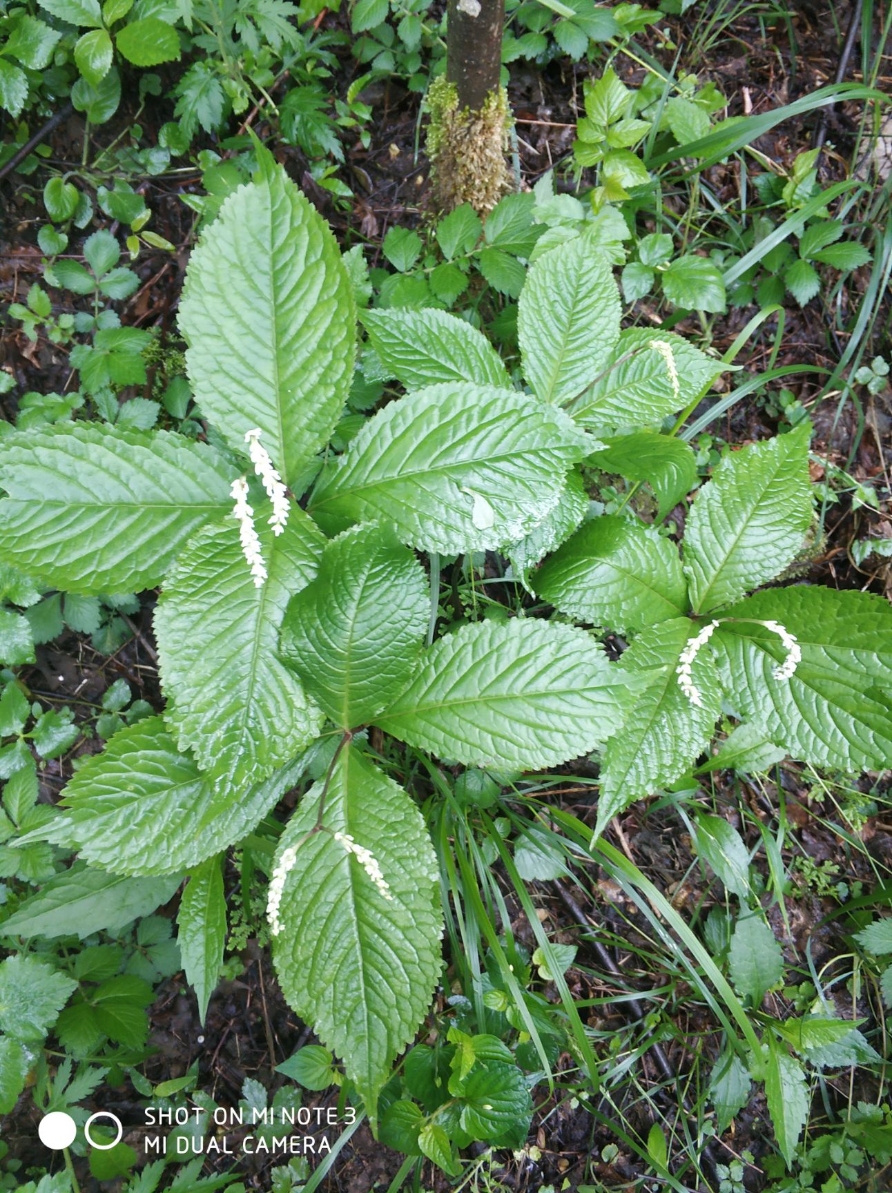 贵州*生中药材四块瓦 四大天王 伤药