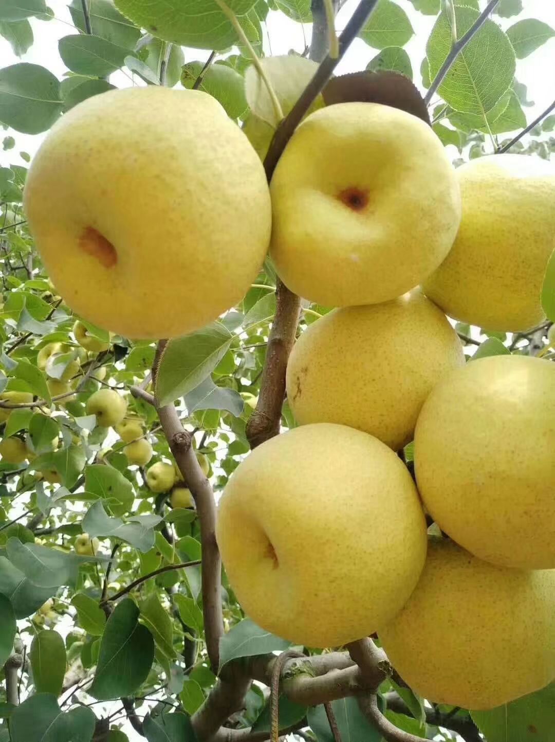 酥梨 春天到了,梨是润肺的上佳水果,欢迎采购品质优质!