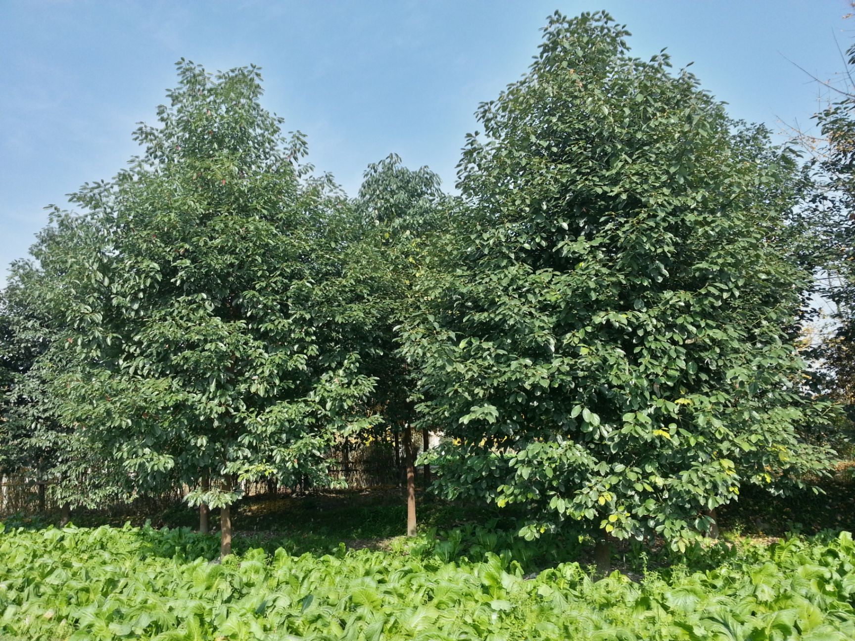 香樟树,大叶香樟,樟树基地,四川香樟价格,成都香樟批发