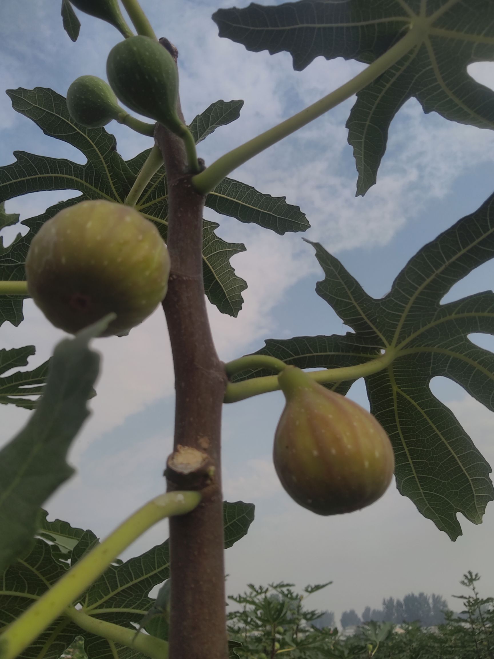芭劳奈无花果苗