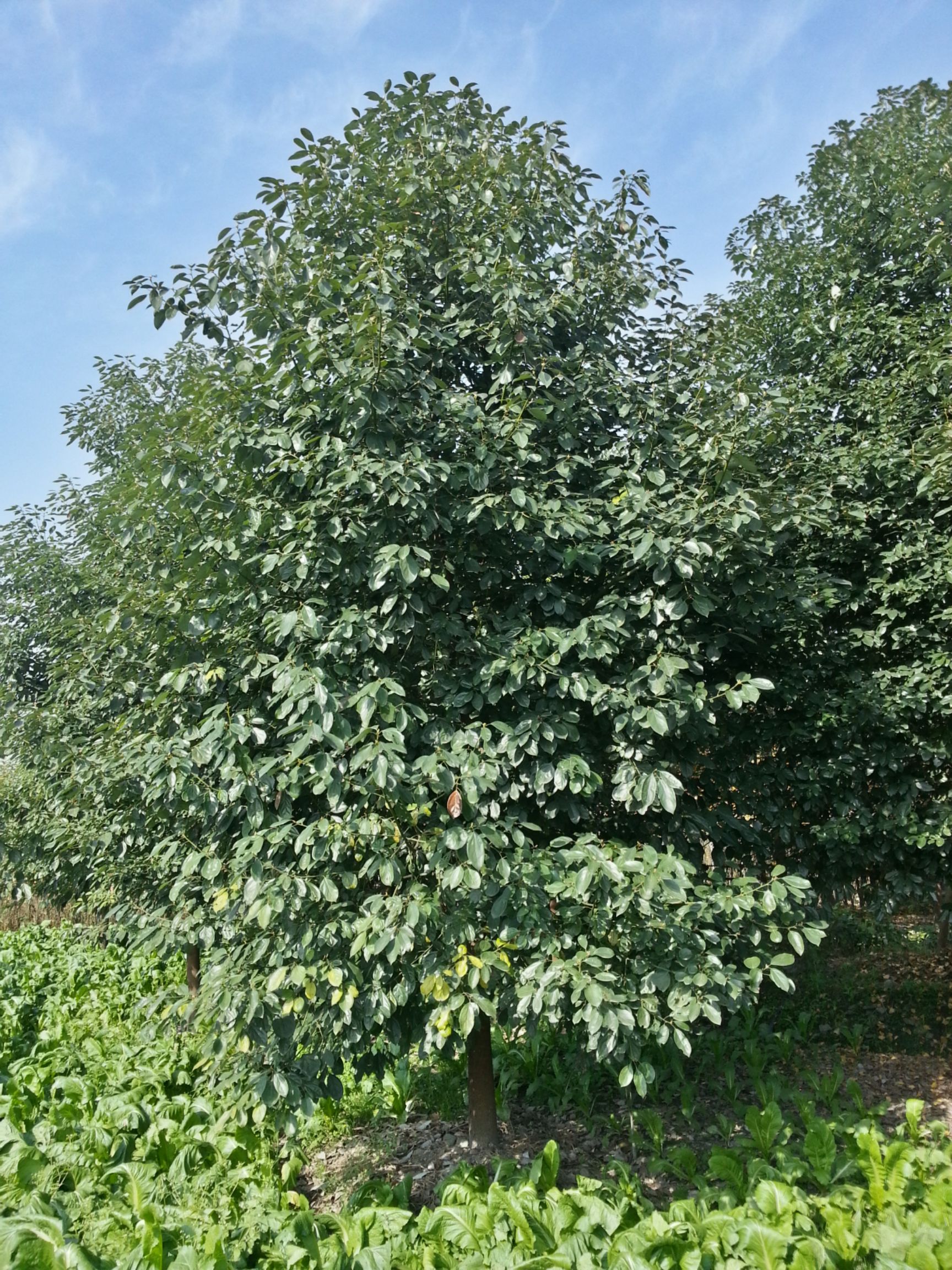 香樟树,大叶香樟,樟树基地,四川香樟价格,成都香樟批发