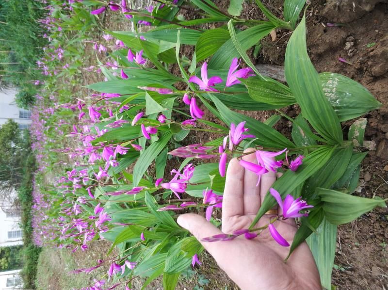 紫花白芨苗 纯紫花三叉大白芨