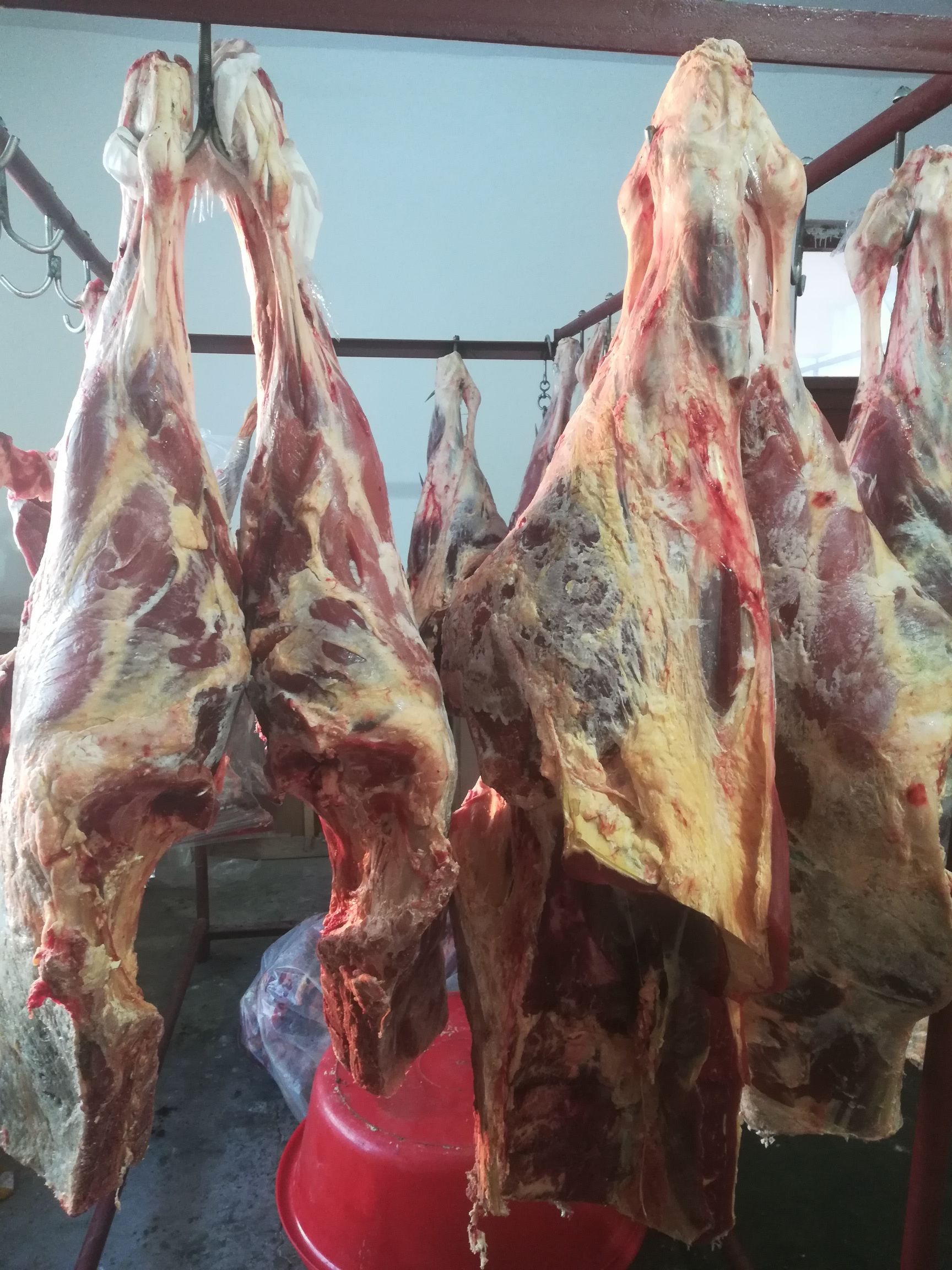 新疆阿勒泰哈巴河县四分体牛肉 生肉