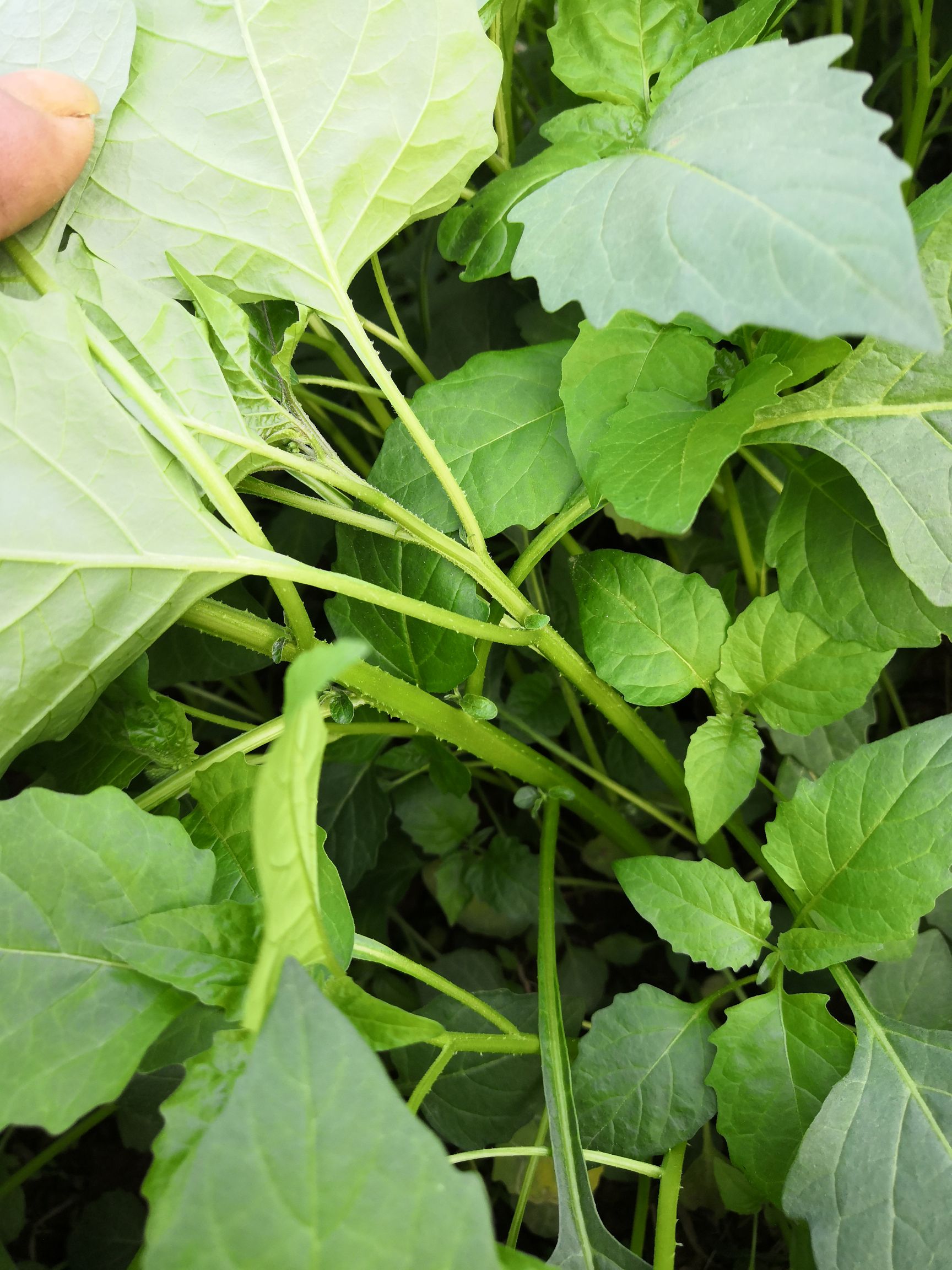 贵港平南县 野菜白花菜,龙葵