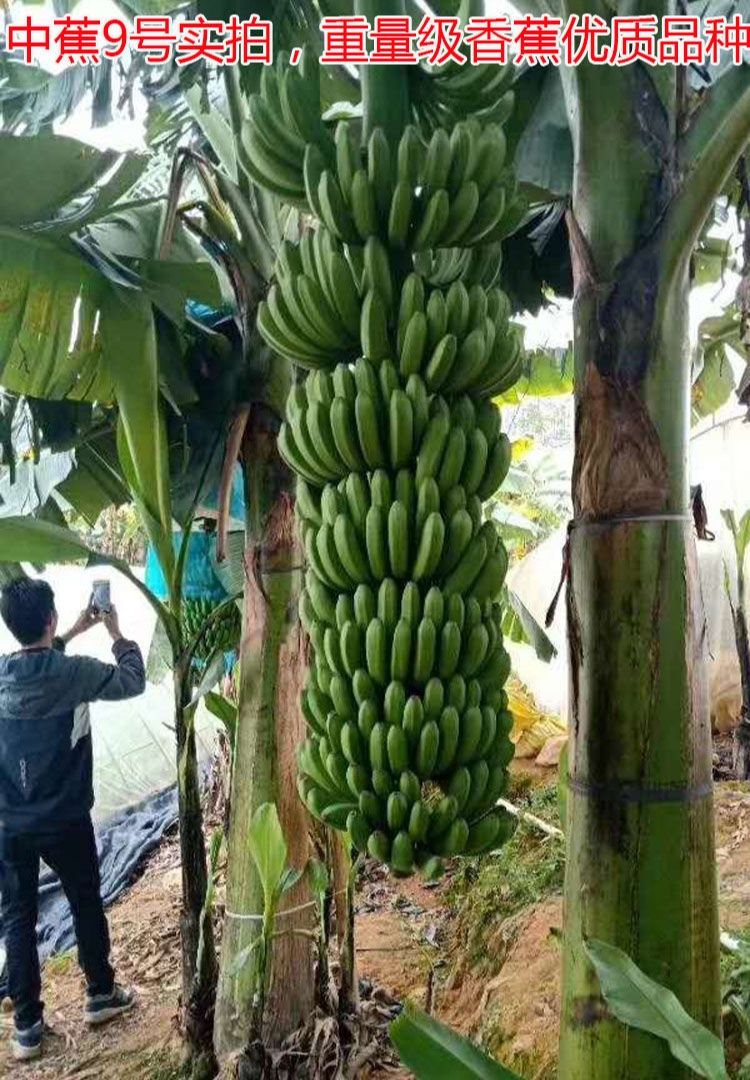 中蕉9号香蕉苗 广西发货 带营养杯,单株产量高