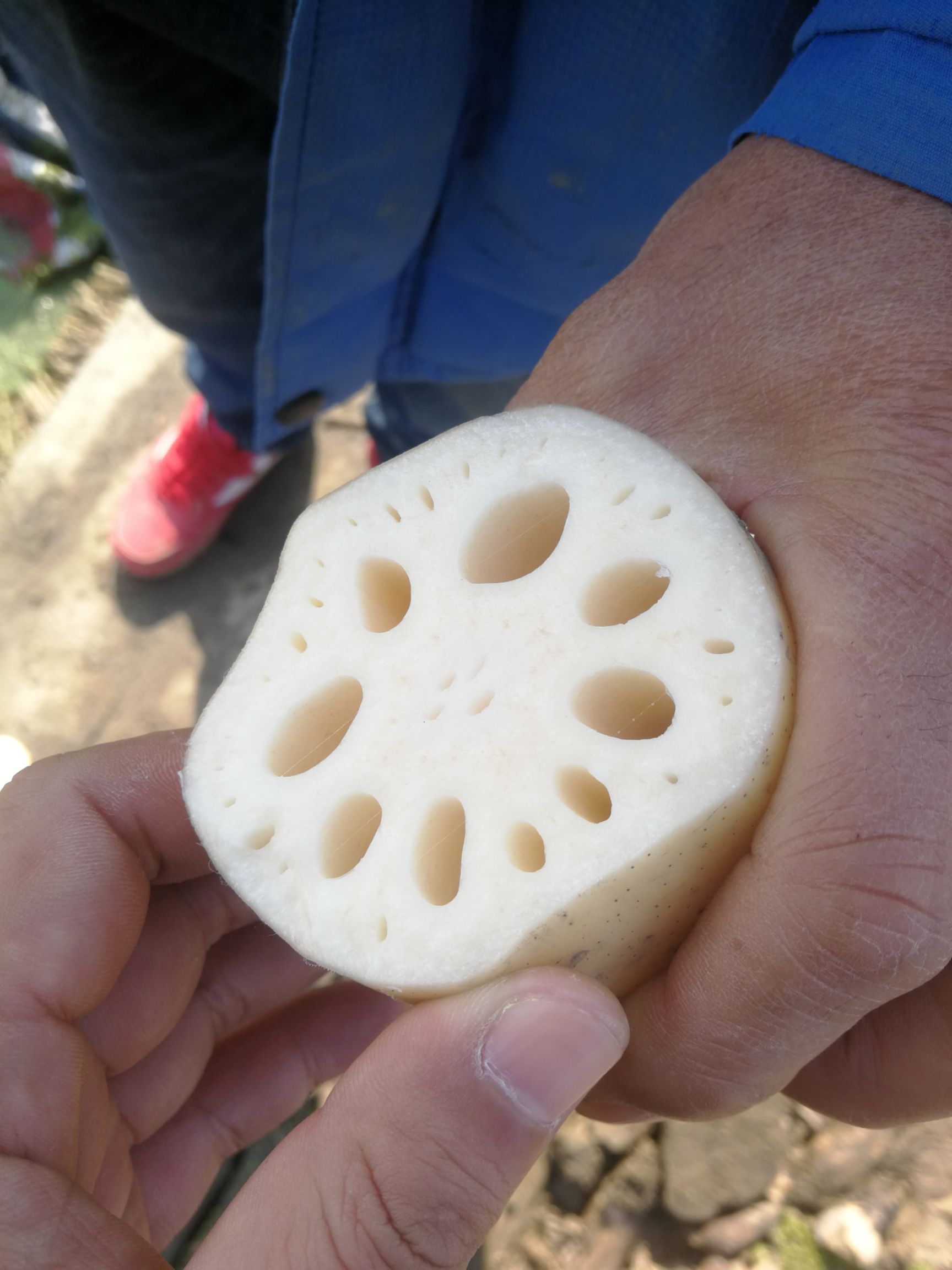 可以提供:基地直供,协助找车