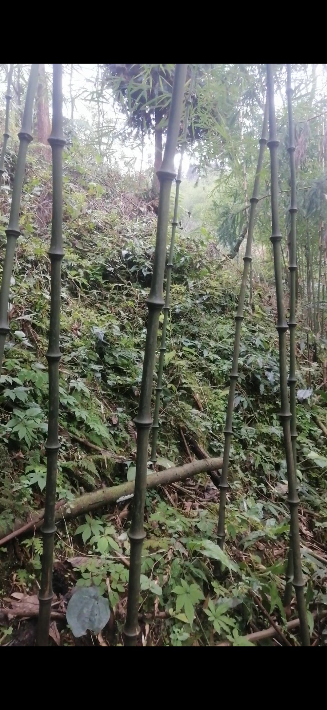 实心竹筇竹罗汉竹量大现砍现卖长年供货