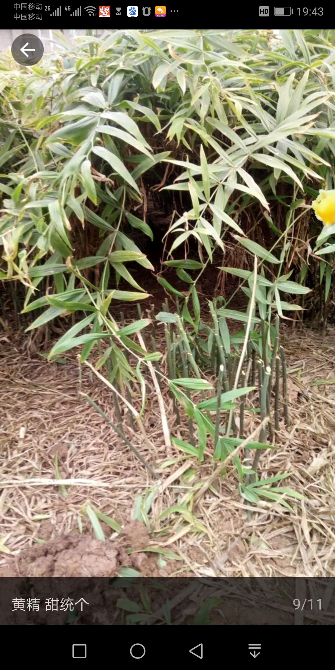 黄精苗鸡头根黄精种苗生黄精片九华山