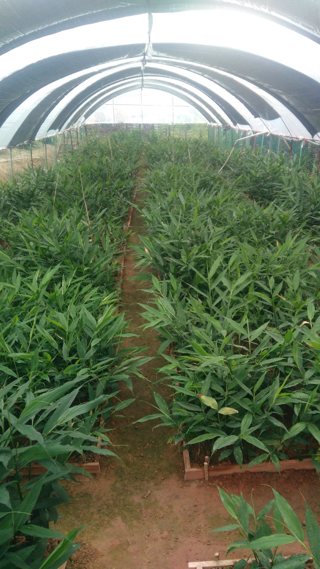 广西大山新鲜正宗生姜生山姜香姜 兴茶 兴怕 茶姜 姜茶