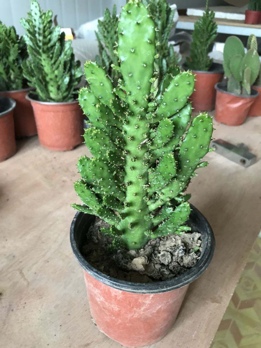 新品室内桌面阳台花卉防辐射仙人掌多肉植物【千手观音】盆栽