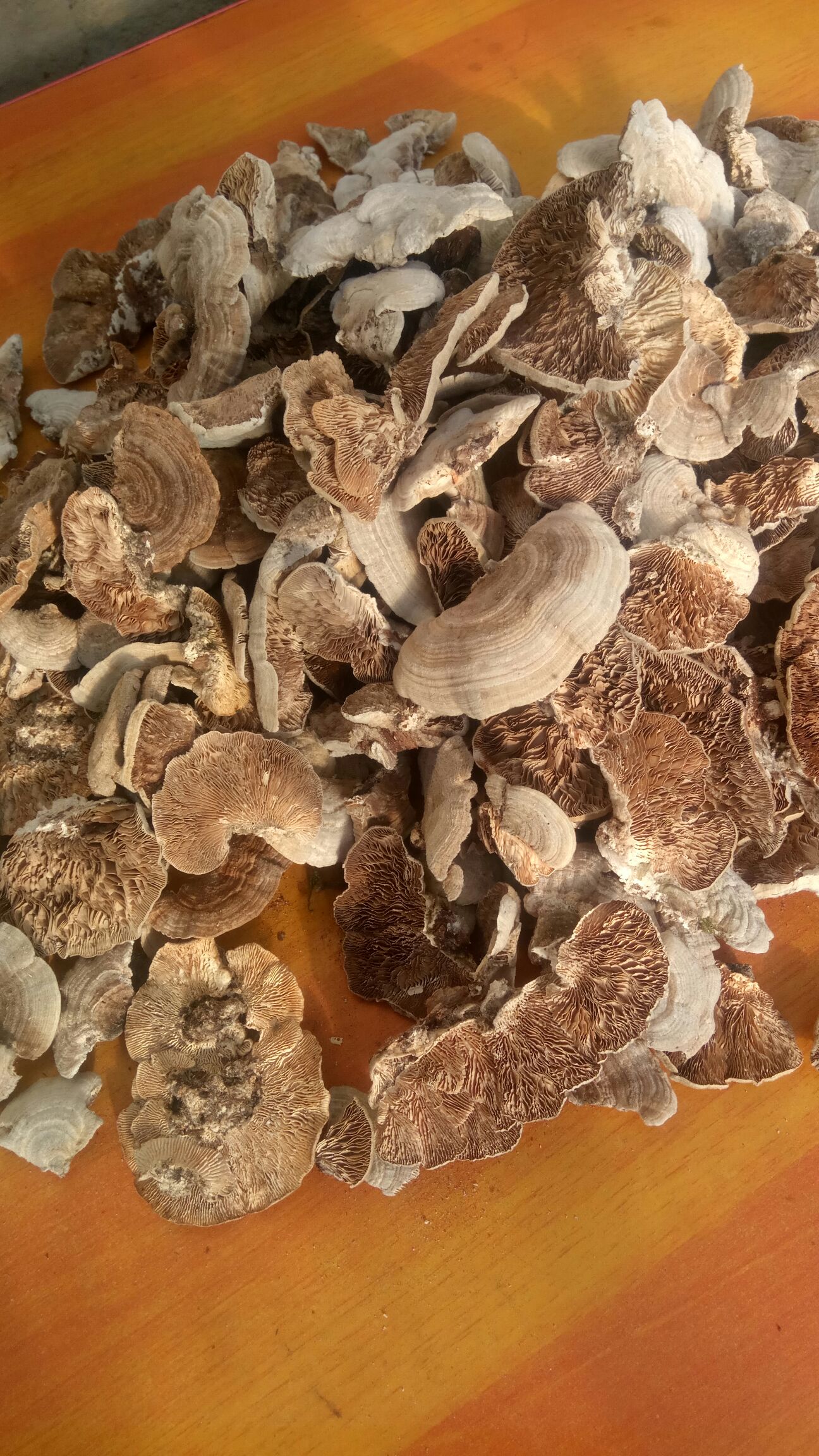 云芝(不一样)桦褶层孔菌