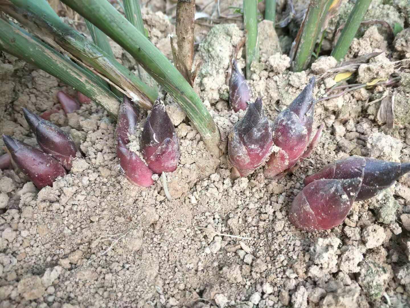 [阳荷种苗批发]阳荷种苗 阳荷种根 阳荷种子蔬菜种阳