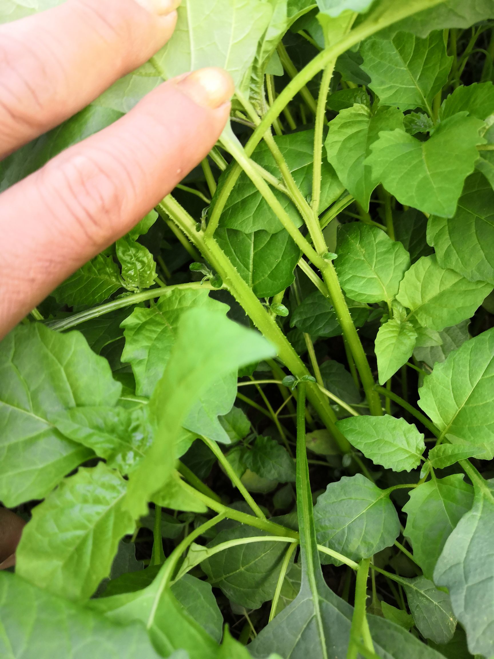 野菜白花菜,龙葵