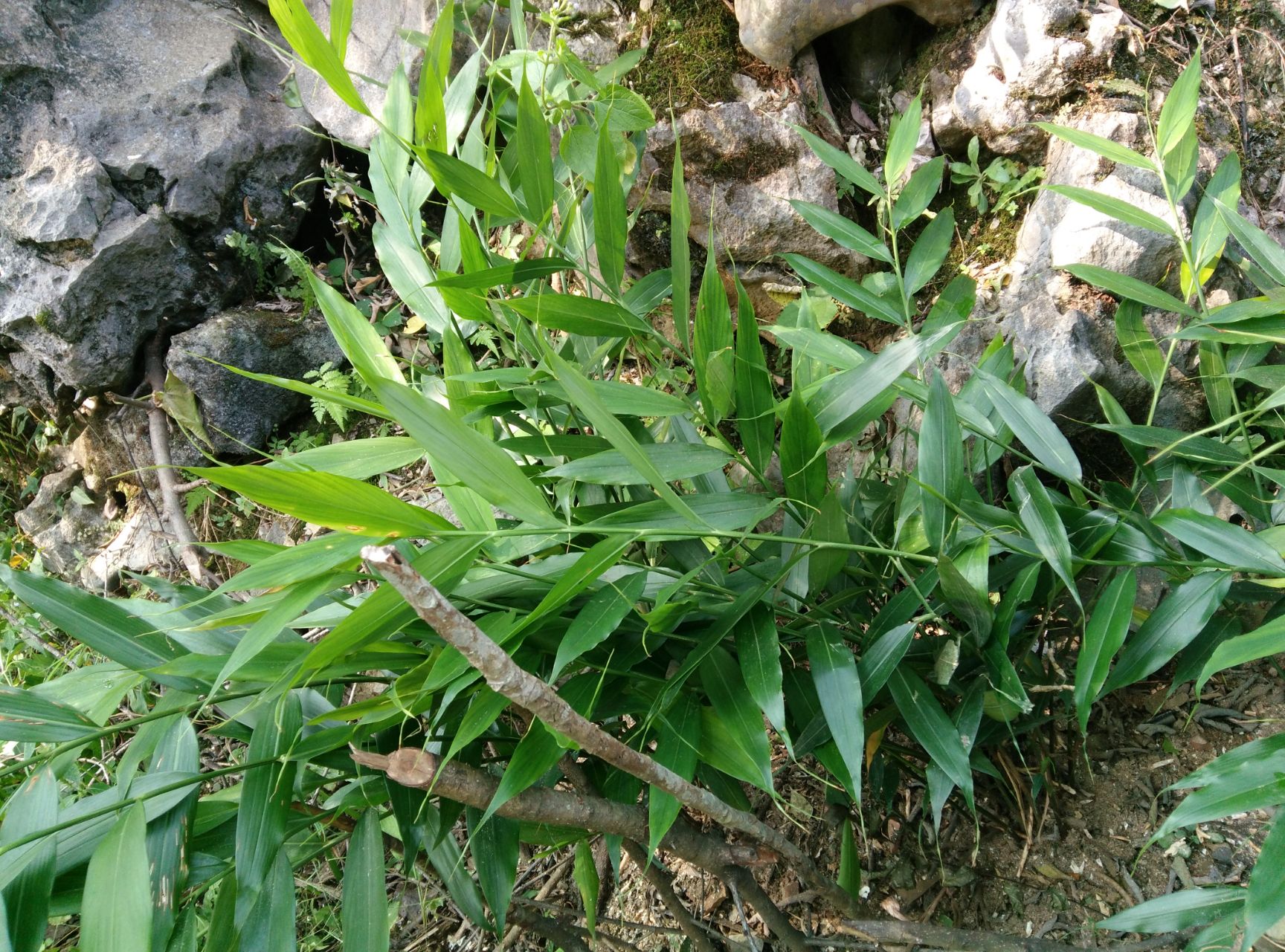 广西大山新鲜正宗生姜生山姜香姜 兴茶 兴怕 茶姜 姜茶