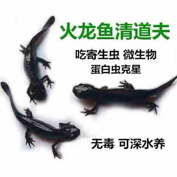 广东省深圳市宝安区 小火龙鱼活体鱼冷水鱼清道夫东方蝾螈娃娃鱼淡水