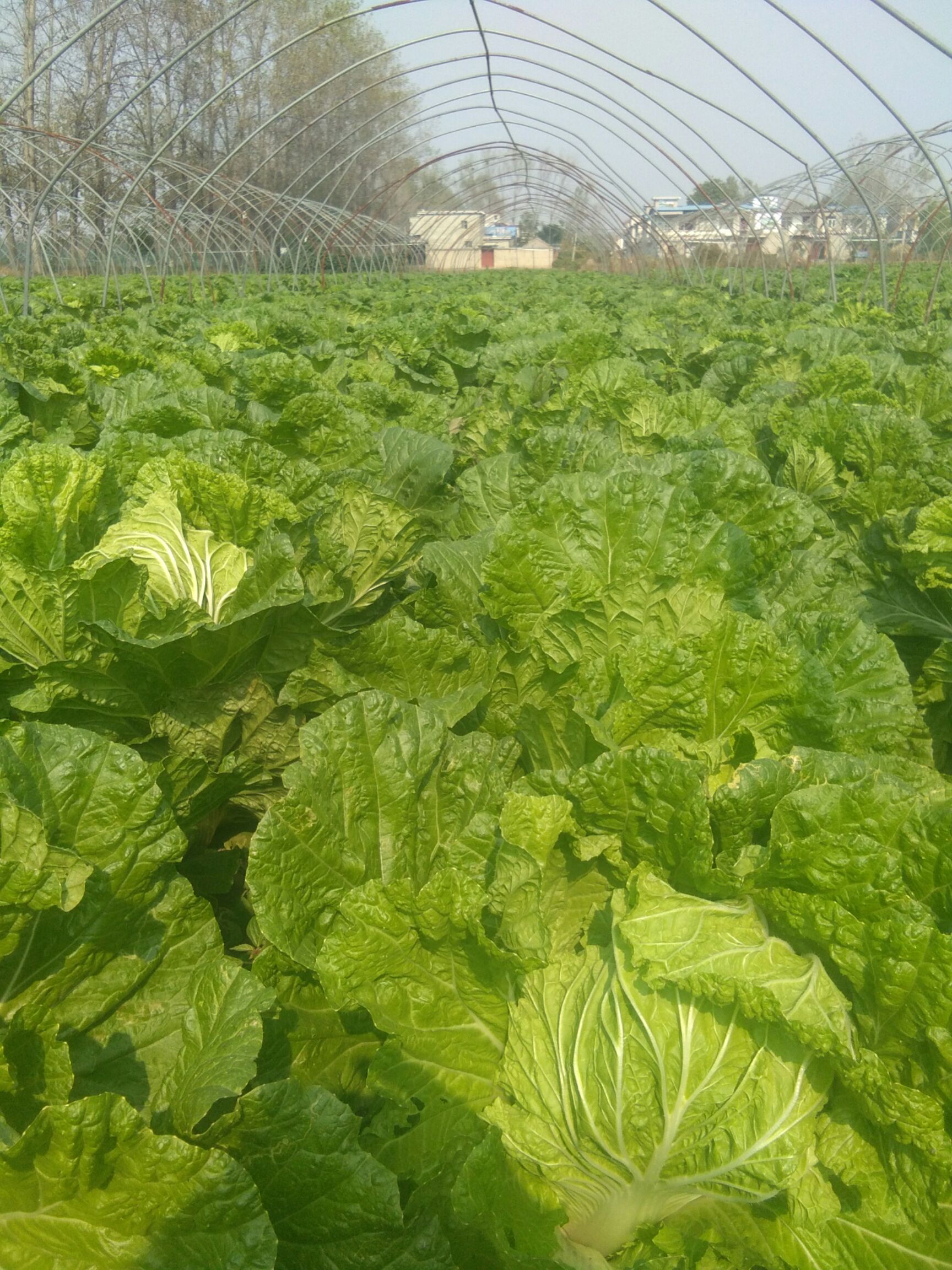 100亩大棚白菜