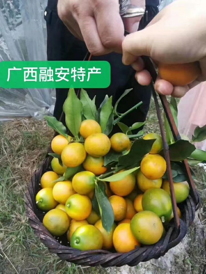 滑皮金桔 融安特产~果地直达