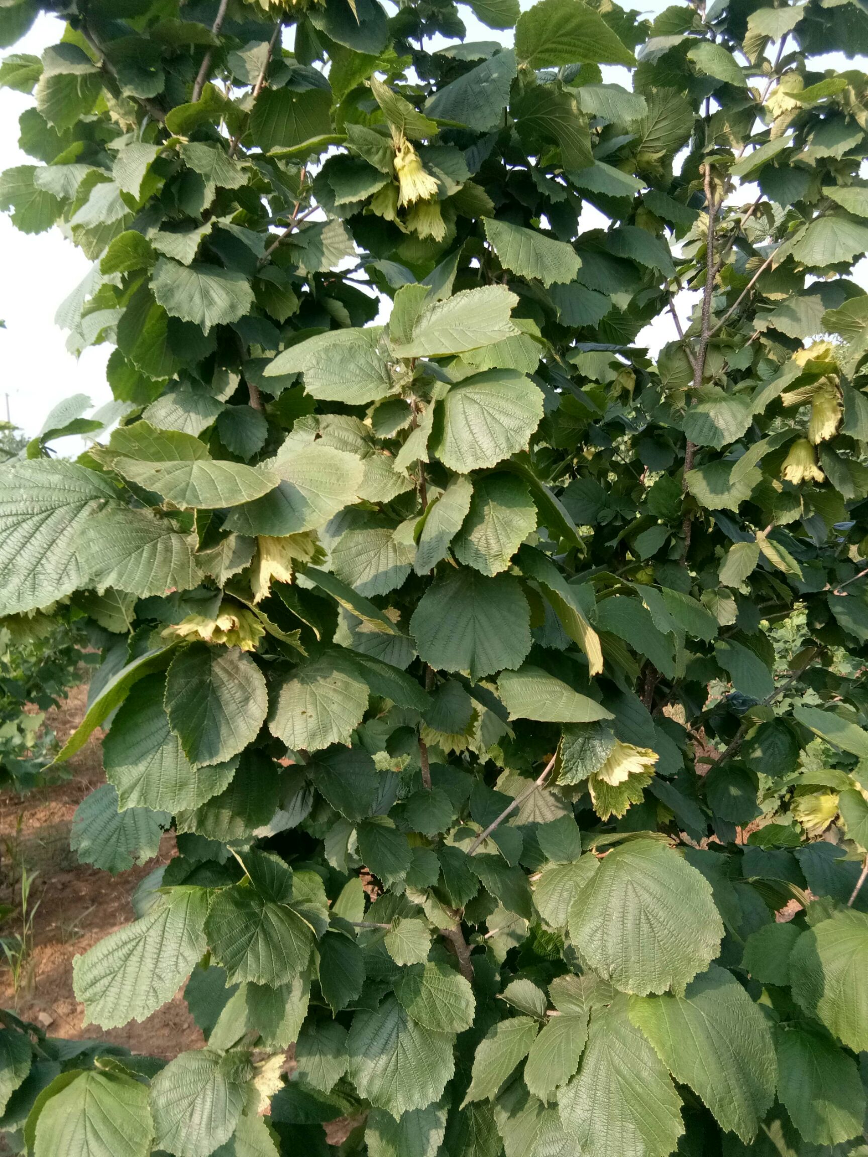 平欧榛子苗 有榛子大树,树苗,结果好,数量大,好管理,年出苗两万棵