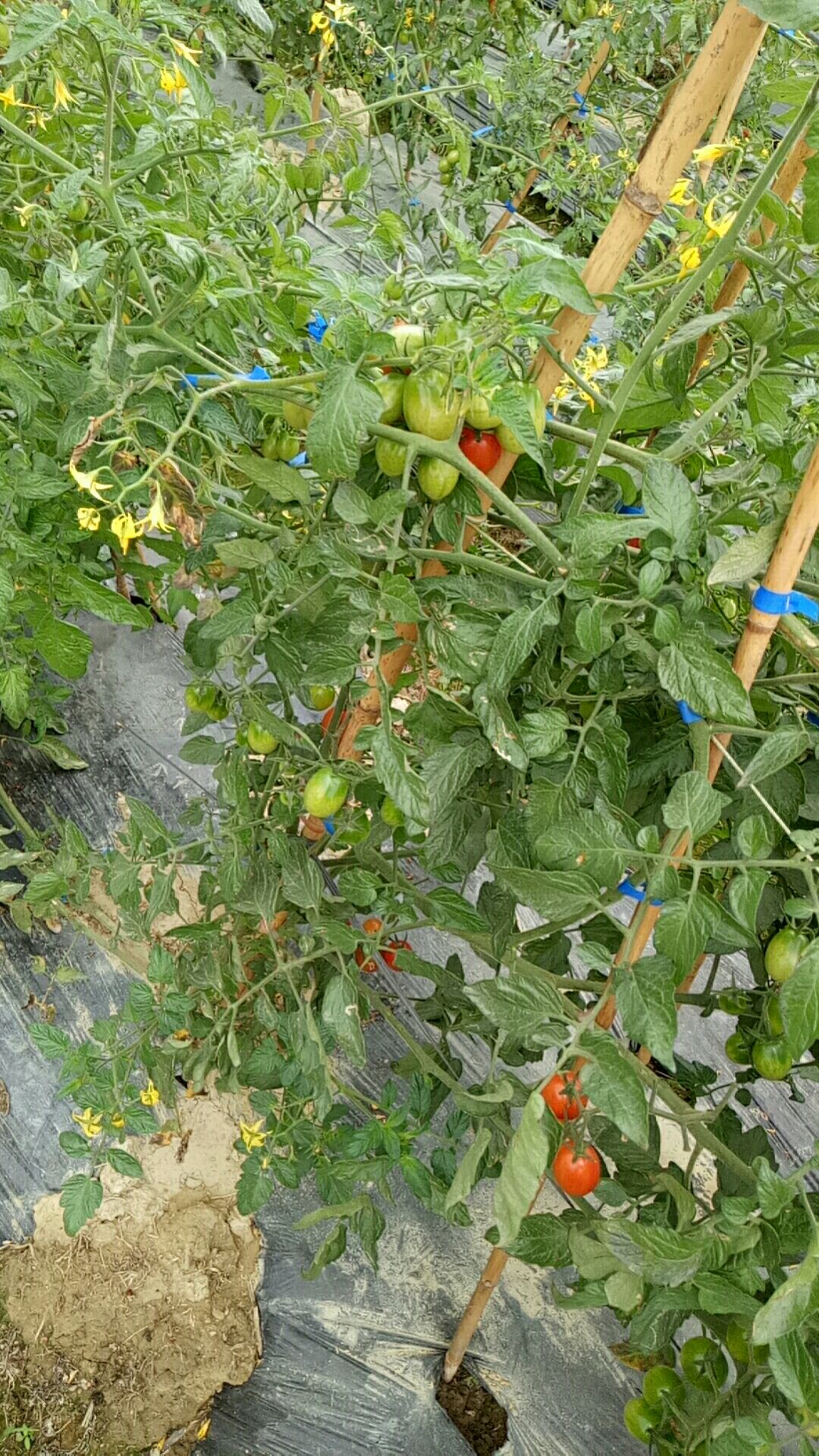 千禧圣女果 广东阳西上洋种植海南品种千禧果