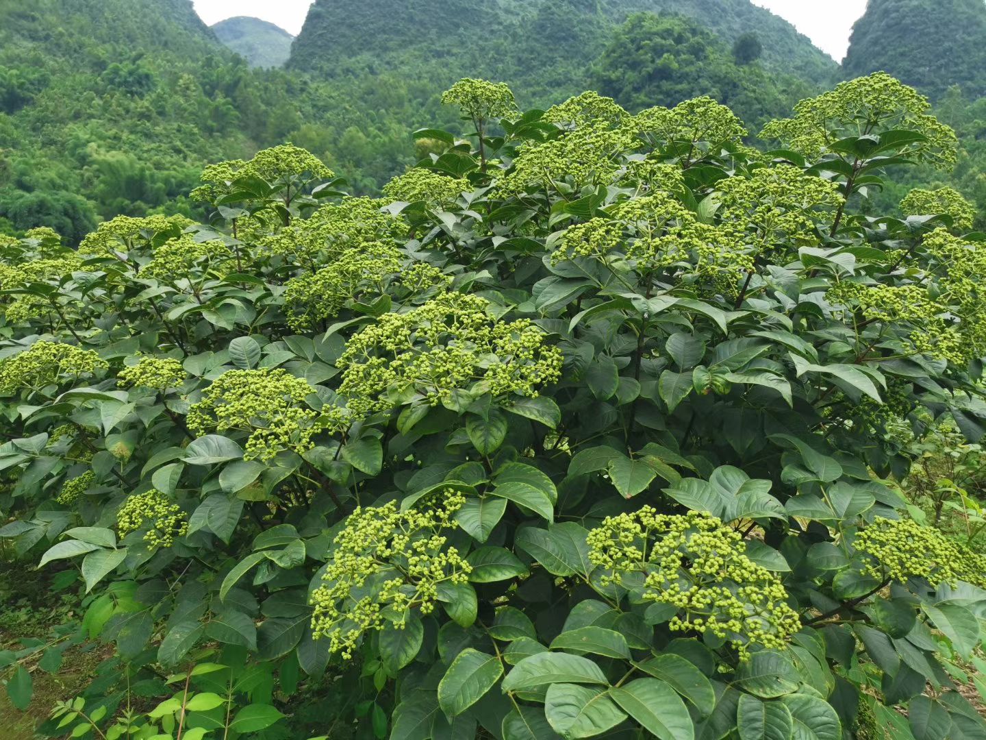 吴茱萸 高含量江西茶辣苗供应,品种纯正,根糸发达,一手货源