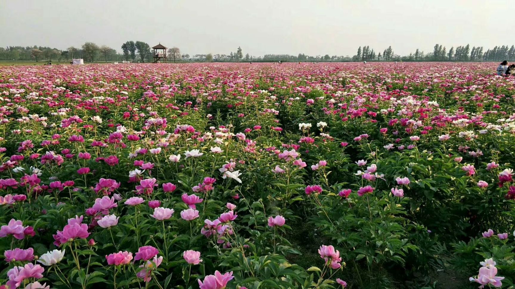 药用芍药 占地芍药苗 菏泽芍药基地批发油用芍药苗 芍药小苗