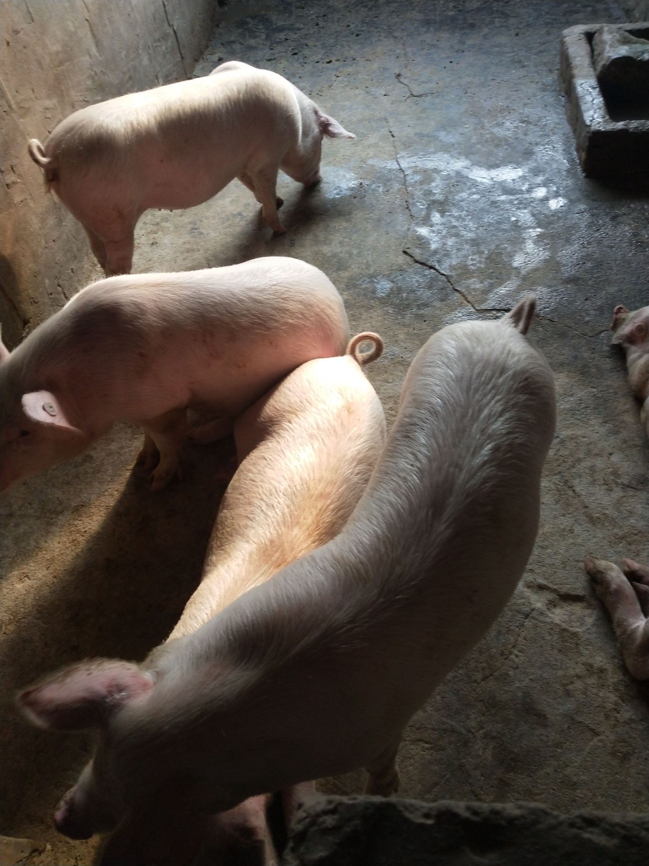 [长白猪批发] 长白山母猪100斤以上到家就可以配种元