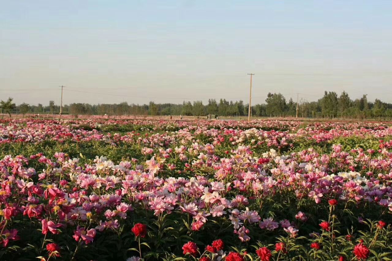 药用芍药 占地芍药苗 菏泽芍药基地批发油用芍药苗 芍药小苗