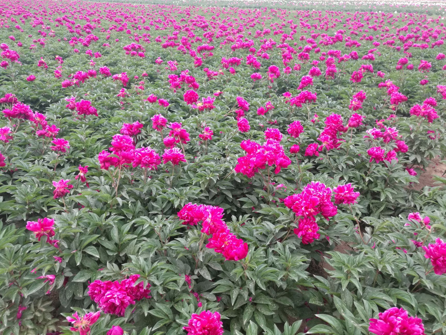 切花芍药 菏泽鲜切花 芍药苗 芍药种植基地批发芍药 价格底